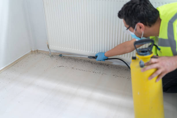 Best Local Pest Control Services  in Harrington, DE